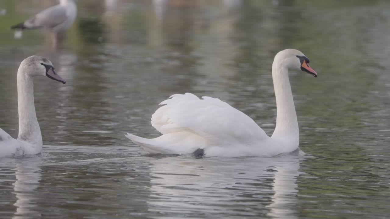Slow motion pond scenery, swans floating across water