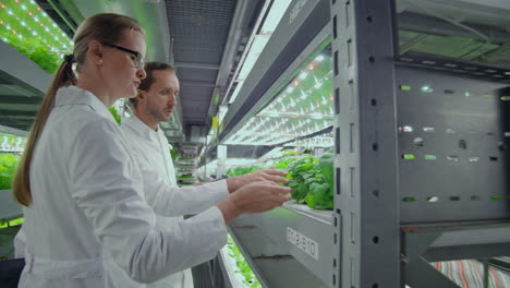 Trabajo-En-Equipo-De-Científicos-Y-Agricultores,-Hombres-Y-Mujeres,-Que-Utilizan-Tecnología-Moderna-E-Hidroponía.-El-Negocio-De-Cultivar-Hortalizas-Y-Ensaladas-En-Un-Mal-Ambiente.-El-Concepto-De-Productos-Ecológicos.