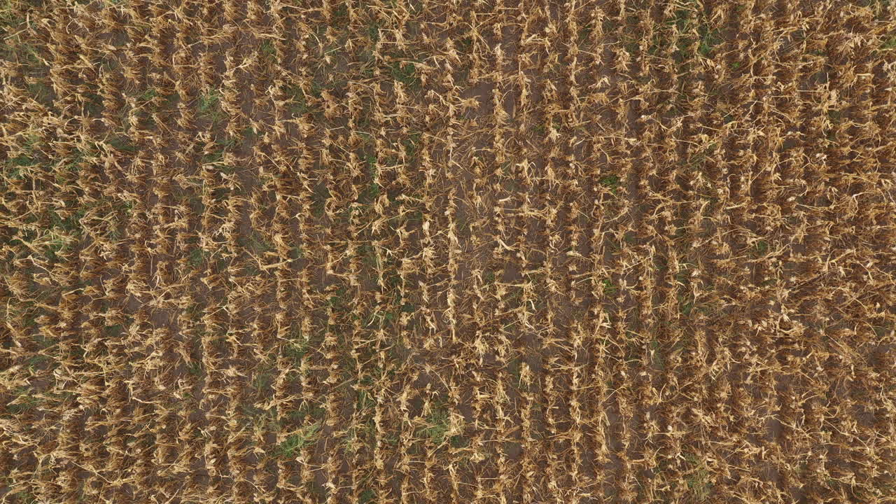 plantación de maíz de drone pov