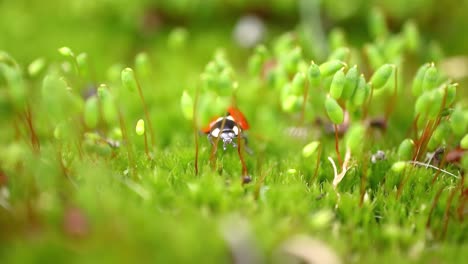 Close-up-wildlife-of-a-ladybug-in-the-green-grass-in-the-forest