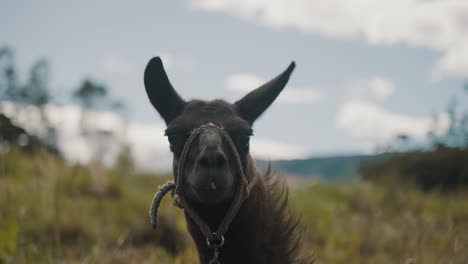 Porträt-Eines-Lamas--Im-Bokeh-Naturhintergrund.-Nahansicht