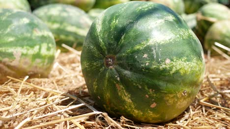 close-up of ripe watermelons on straw