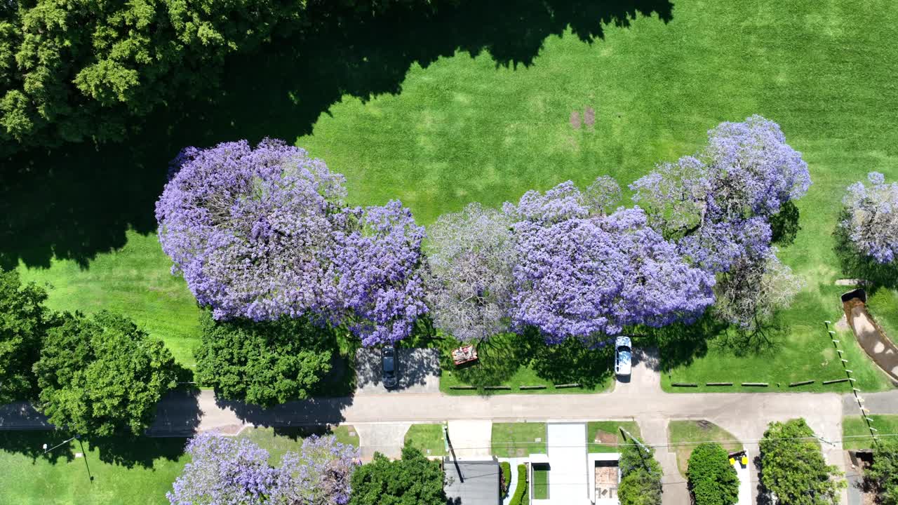 toma de arriba hacia abajo de árboles de jacaranda en plena floración, flores moradas que contrastan muy bien con la hierba verde