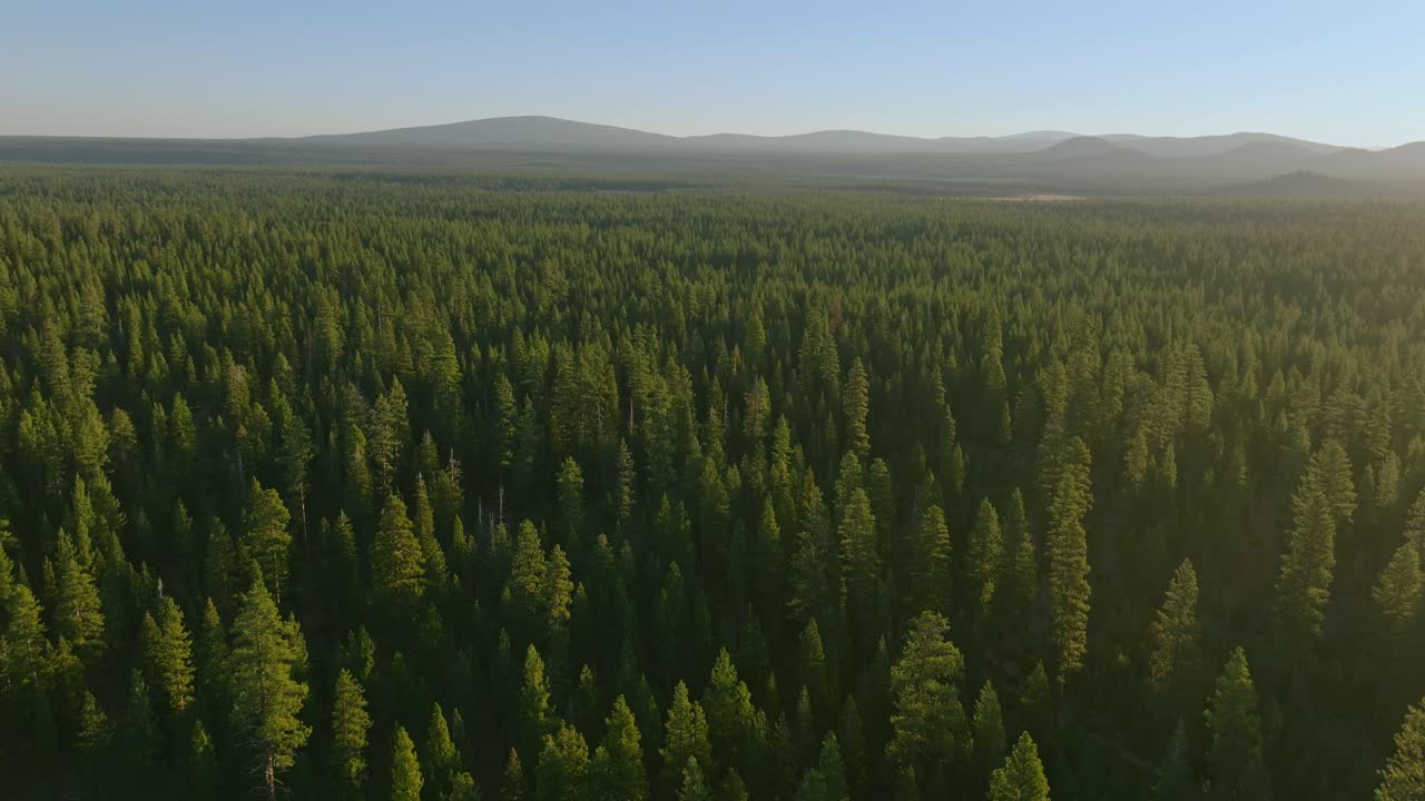 Rigoglioso paesaggio forestale a Lassen, in California, durante l'ora d'oro, sereno e vasto