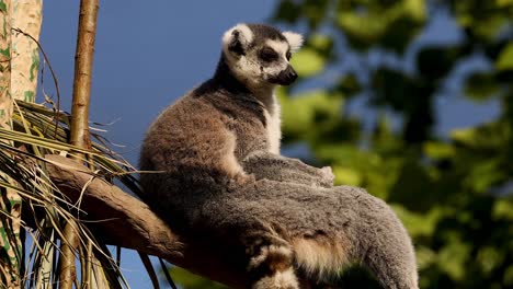 lemur sitting calmly on a tree branch