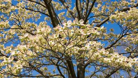 a captivating display of blossoming dogwood trees against a clear blue sky, showcasing nature's beauty in full spring bloom with delicate white flowers and vibrant green leaves