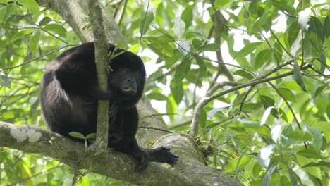 single golden mantled howler monkey sleeping while firmly grasping nearby branch, lock down shot