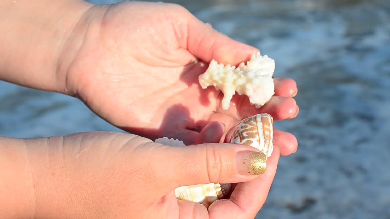 Sea cockleshell in a hand. Beach. Shooting on the beach