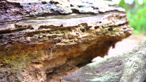 the log of the felled tree lies horizontally on the ground, destroyed tree with many holes, parasites on the tree, panorama right to left, close up