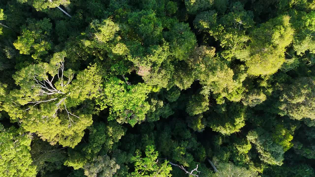 Top-down drone shot of dense tropical rainforest canopy in Malaysia’s Taman Negara National Park, showcasing rich biodiversity and vibrant tree textures.