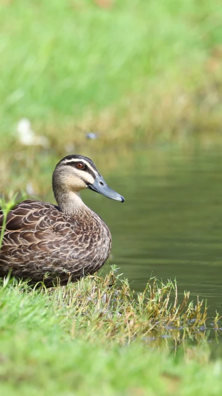 Un'anatra decolla e atterra con grazia sull'acqua