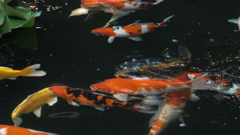 peces koi en el estanque del museo jim thompson