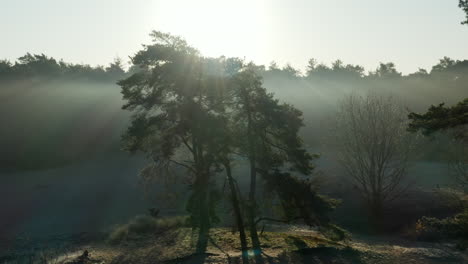 Helles-Sonnenlicht-Strahlt-Durch-Die-Schottischen-Kiefern-Im-Naturschutzgebiet-Soester-Duinen-In-Den-Niederlanden