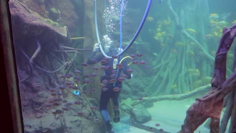 Un-Buzo-De-Acuario-En-Traje-De-Baño-Y-Cilindro-De-Oxígeno-Trabajando-En-El-Acuario-De-Palma-Mallorca-España-1