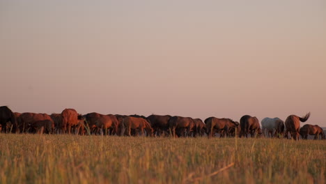 rebaño de caballos pastando al amanecer o al atardecer