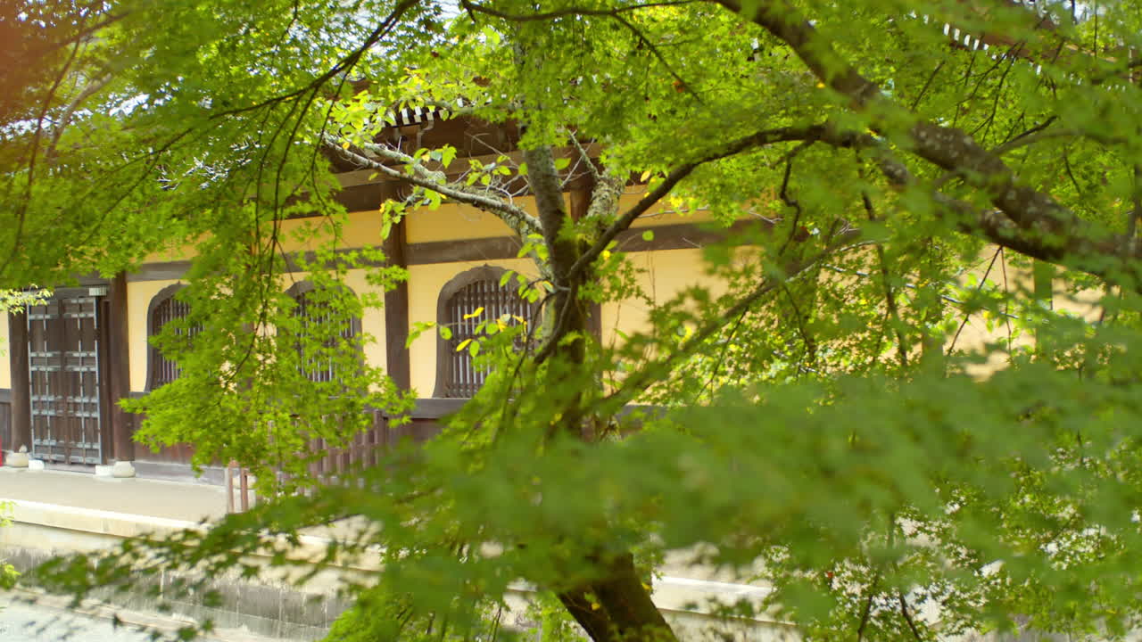 일본 교토의 부드러운 조명을 배경으로 사원이 있는 아름다운 녹색 모미지 잎