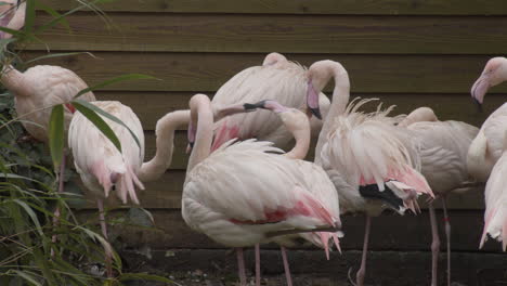 dos flamencos rosados tienen una pequeña pelea