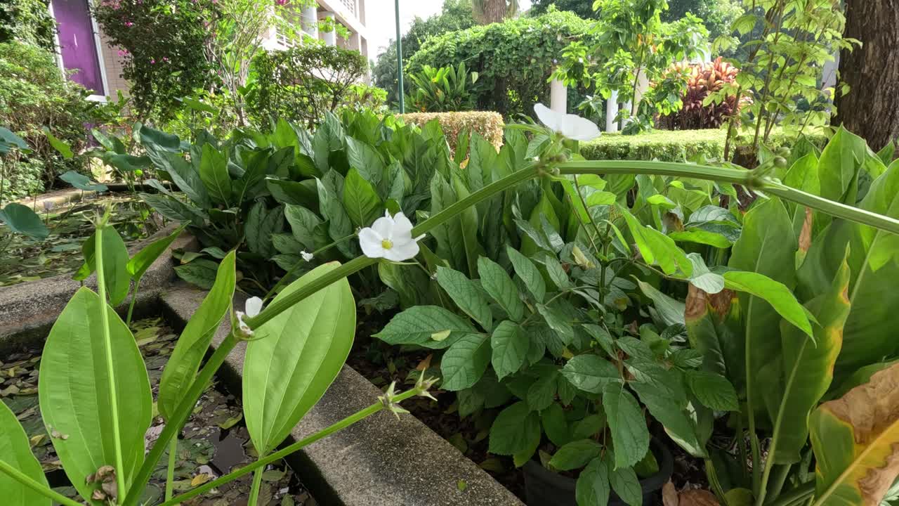 초록색 잎자루 사이에서 꽃이 피는 시간 경과입니다.