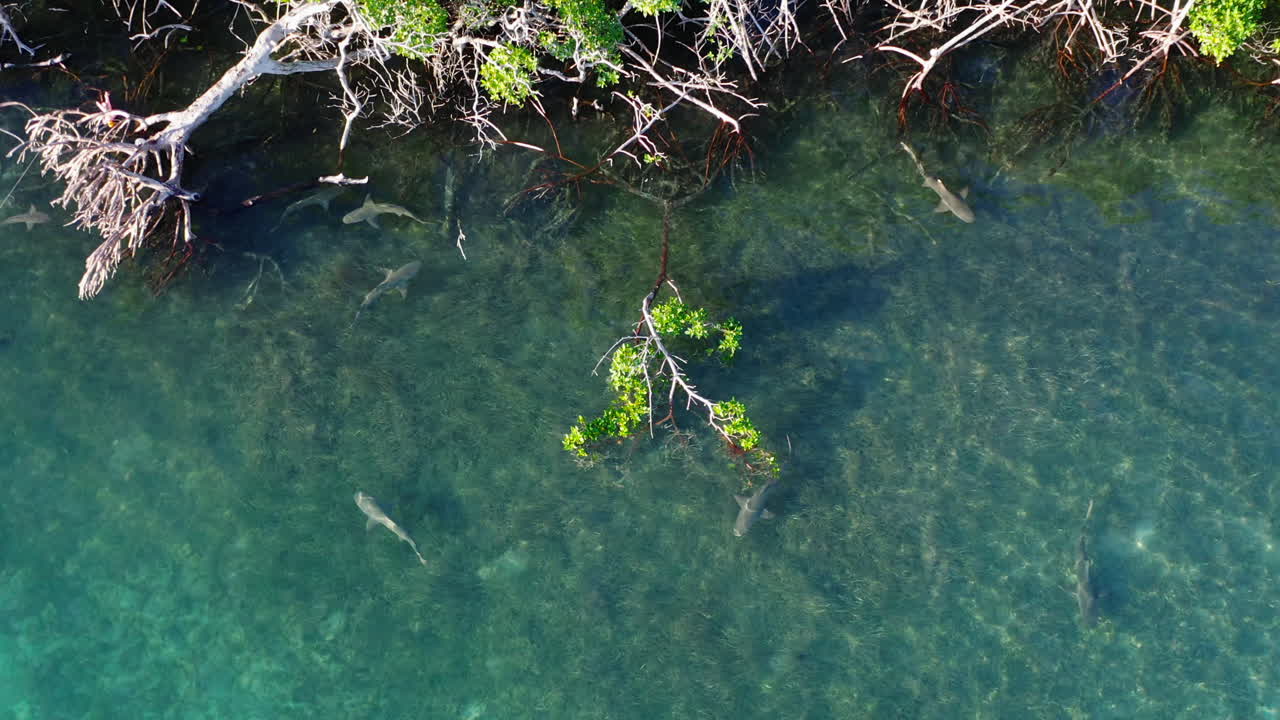 Group of small sharks moving in shallow and crystal clear water along coast