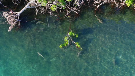 Group-of-small-sharks-moving-in-shallow-and-crystal-clear-water-along-coast