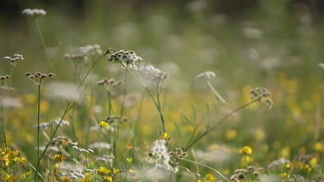 static shot of thistles and flowers changing focus and surprising reveal of more and more layers in a spring meadow on a beautiful sunny day