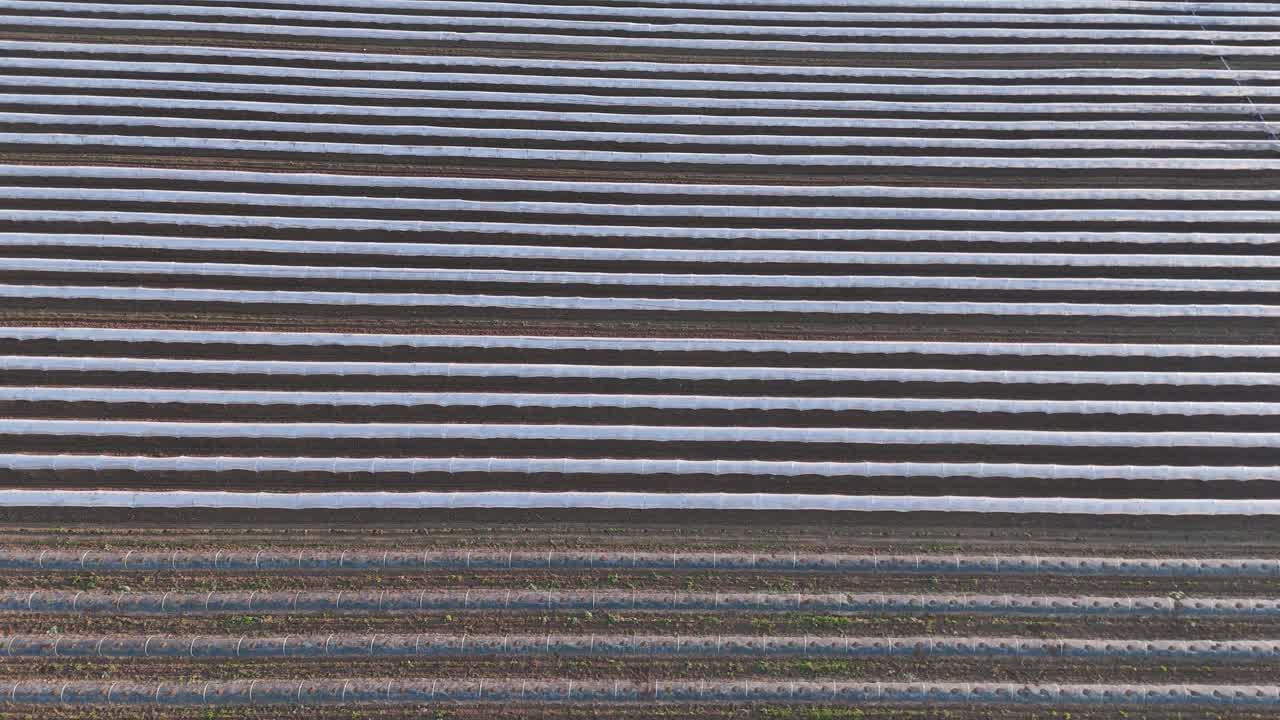 lastic covered crop rows in Po Valley Pianura Padana Italy forming parallel agricultural lines as camera tilts down revealing abstract field geometry, aerial drone tilt down shot