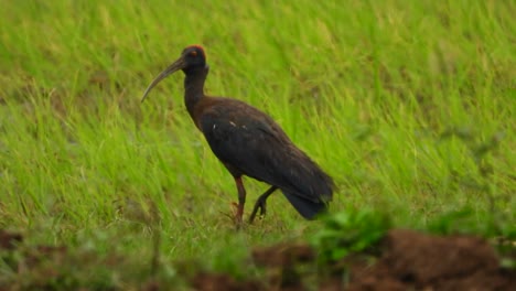 ibis en el suelo buscando comida