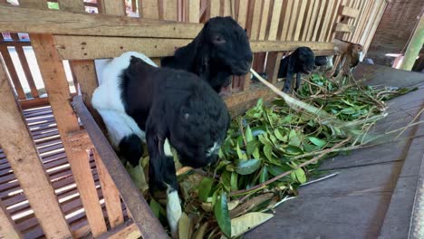 Close-up-weide-shot-of-etawa-goats-are-eating-green-leaves-on-the-farm-stable