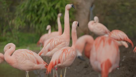 Los-Flamencos-Chilenos-De-Color-Rosa-Brillante-Miran-A-Su-Alrededor-Y-Se-Acicalan