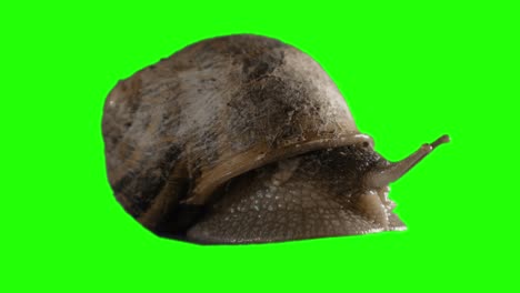 a real snail, chroma key