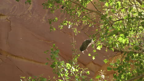 Capullo-De-Insectos-Con-Seda-En-La-Rama-Del-árbol-De-Chopo-En-Utah