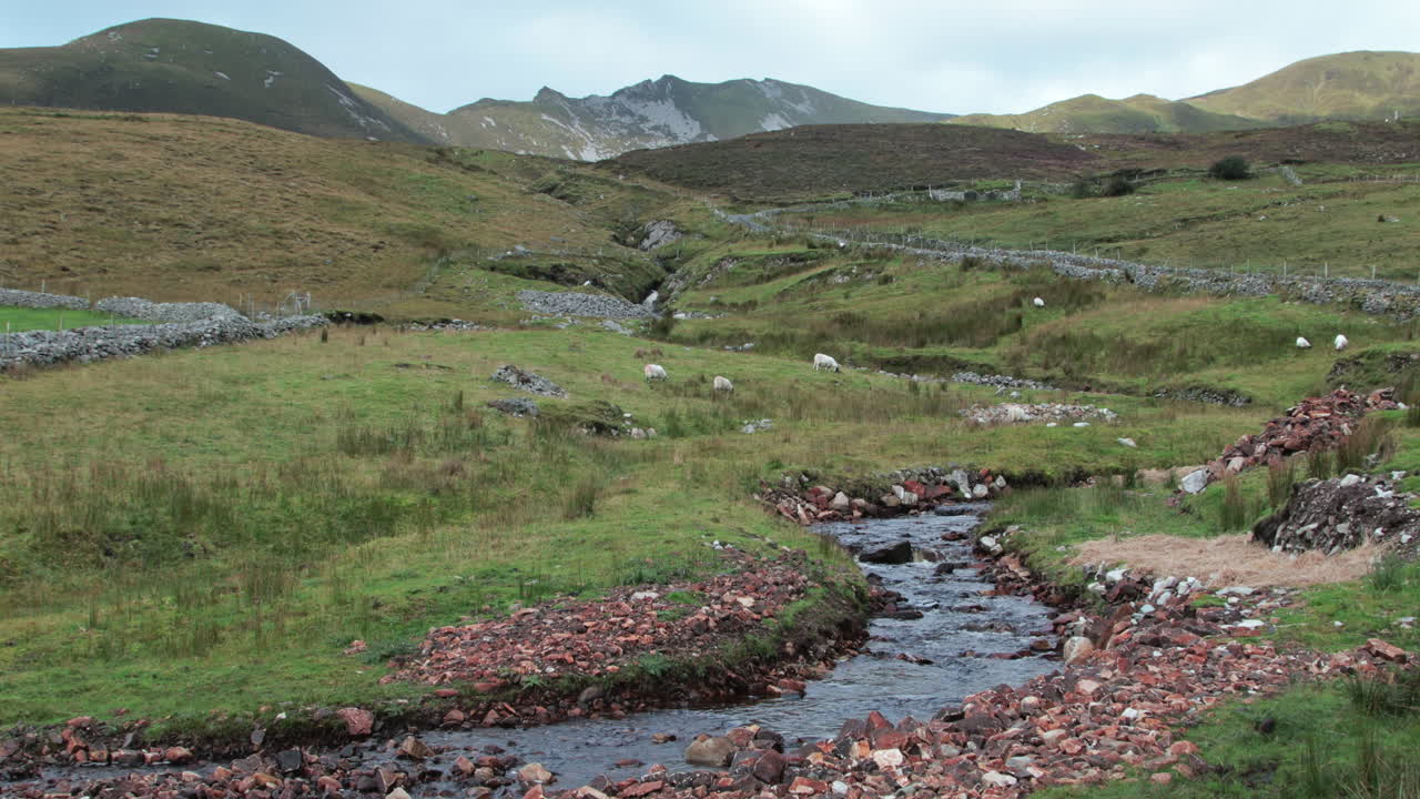 Paesaggio Irlandese Sereno: Dolci Colline Verdi, Pecore al Pascolo e un Ruscello che Scorre Dolcemente
