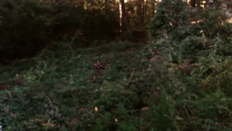 spider climbing web in the fall