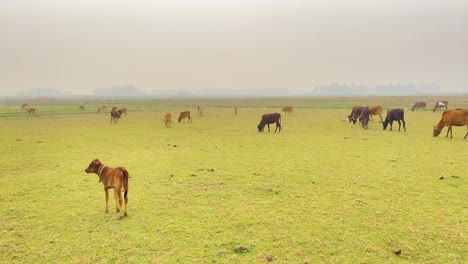 A-young-calf-grazes-with-its-herd-on-a-green-meadow-under-a-grey-sky-as-birds-fly-overhead,-capturing-the-serenity-and-beauty-of-rural-life