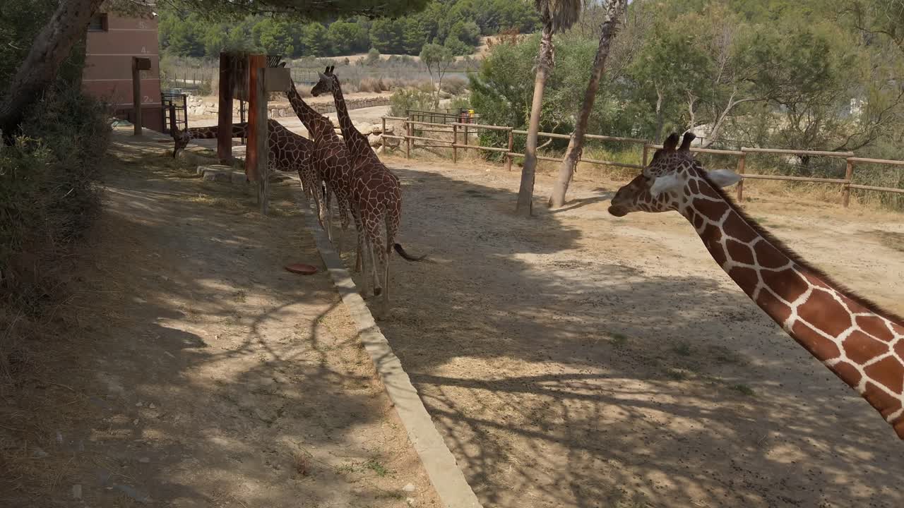 Giraffes walking together in single file within spacious sigean african reserve, peacefully roaming protected natural habitat during sunny daytime