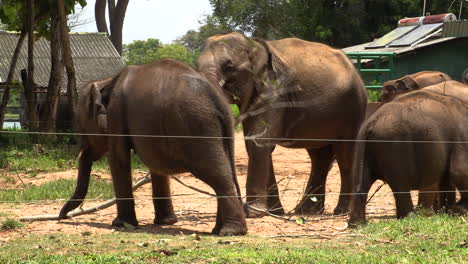 wild elephants eating grass, hurulu eco park, sri lanka