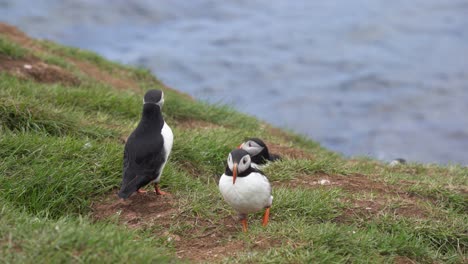 Puffins-walking-around-at-their-nesting-site-in-Hafnarholmi,-East-Iceland