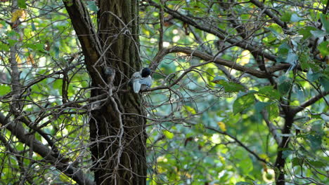 Azure-winged magpie Preening or Grooming Feathers Perched on Tree Branch in Summer Forest
