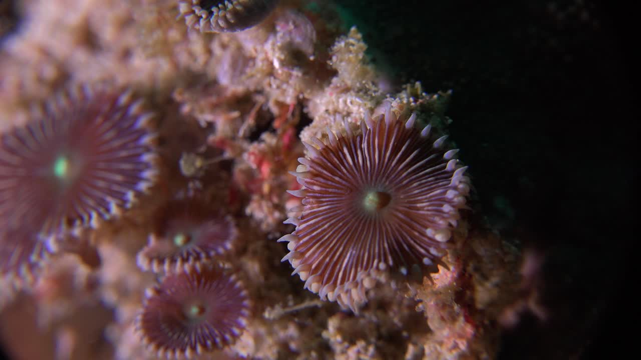 Primo piano di anemone di mare su barriera corallina di notte