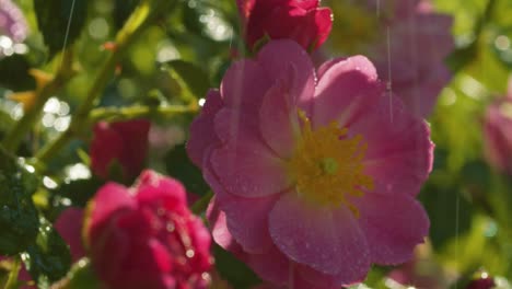 rosas bajo la lluvia en un jardín
