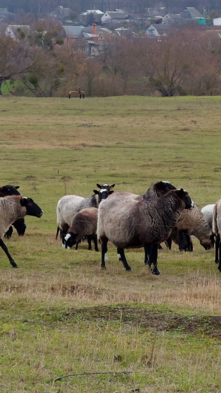 Uldne får går rundt på græsmarken. Mørkbenede får græsser i landskabet. Video i portrætformat