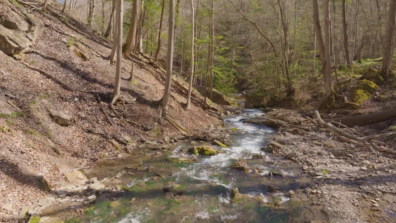 A serene forest stream flows over rocks surrounded by tall trees in early spring