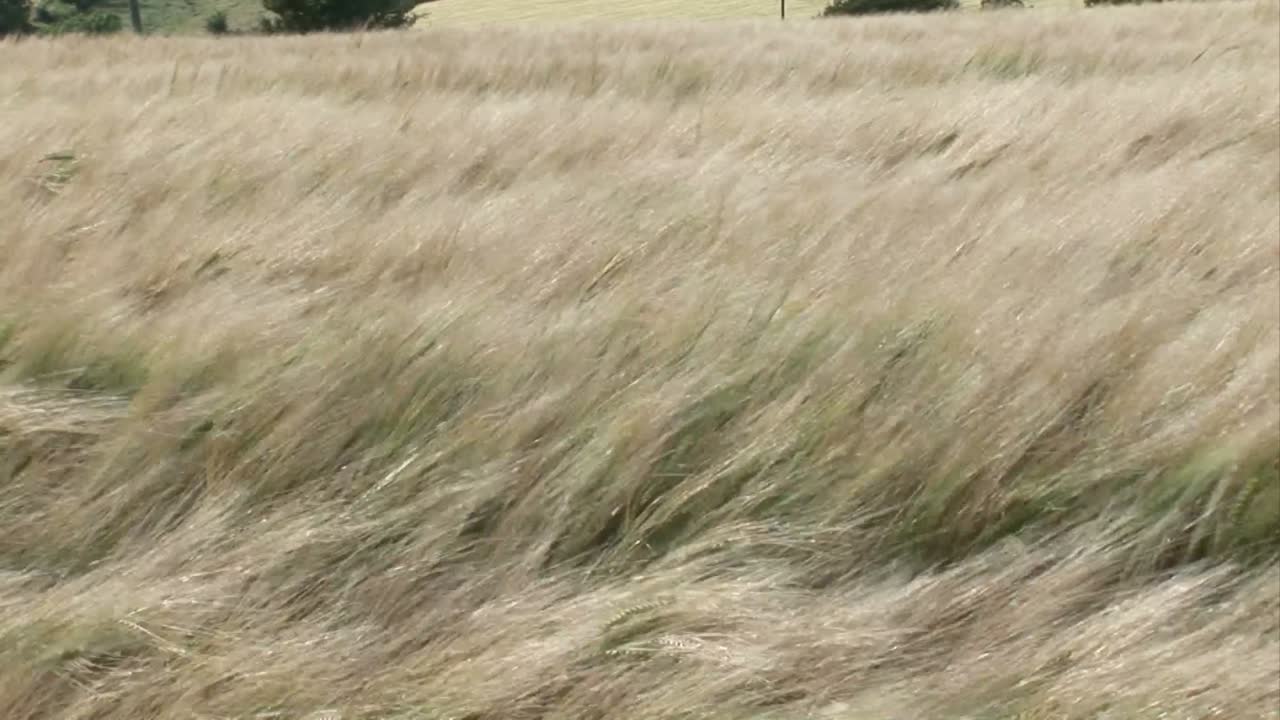 hierba alta que sopla en el viento