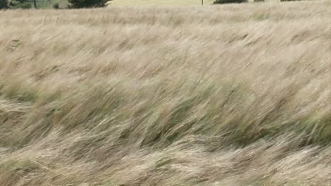 Tall-Grass-Blowing-in-the-Wind