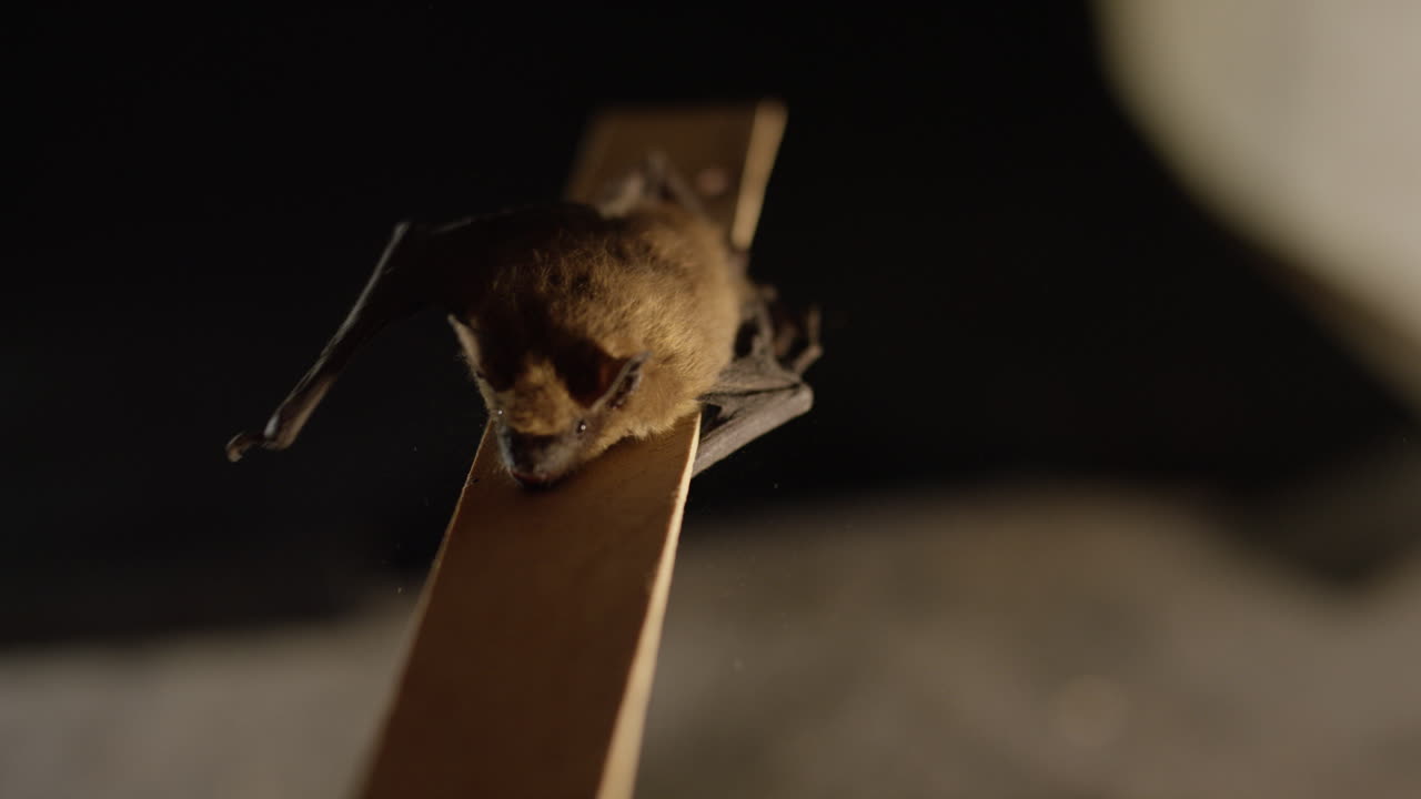 коричневая летучая мышь, изолированная на черном фоне