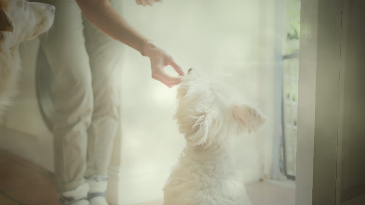 집 에서 개 를 먹이는 여자 의 낮은 부분 에 대한 빛 의 반점