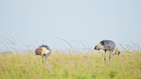 Two-Grey-Crowned-Cranes-looking-over-horizon-African-Wildlife-in-Maasai-Mara-National-Reserve,-Kenya,-beautiful-Africa-Safari-birds-in-Masai-Mara-North-Conservancy