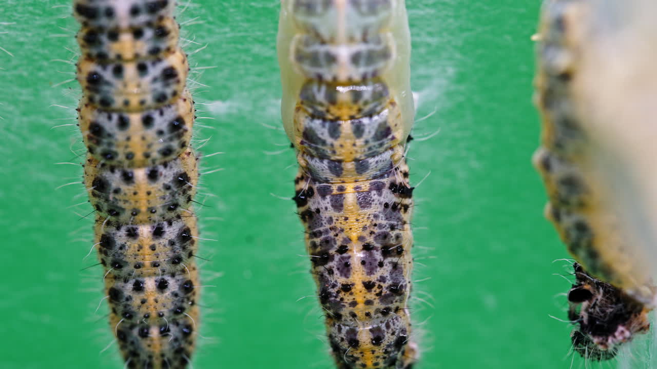 Close-up of Pieris brassicae caterpillars on a green surface