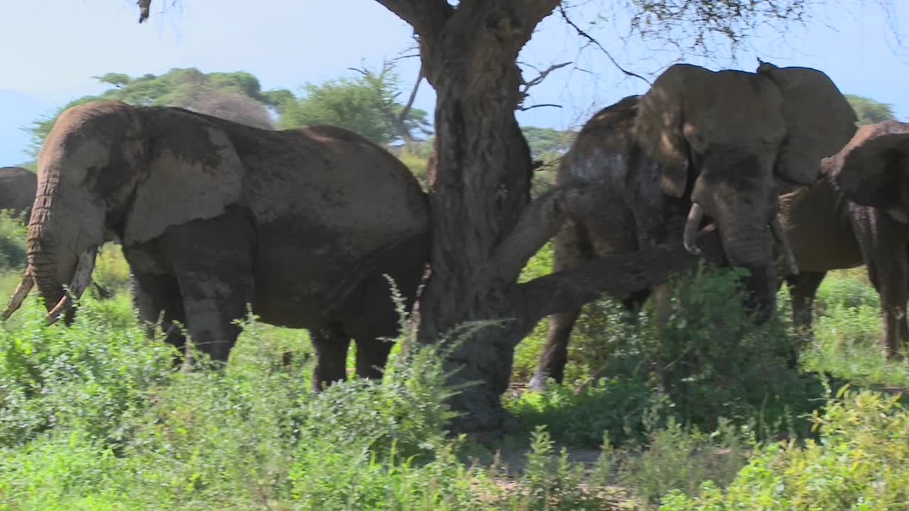 elefantes africanos gigantes usan un árbol local para rascarse la picazón 1