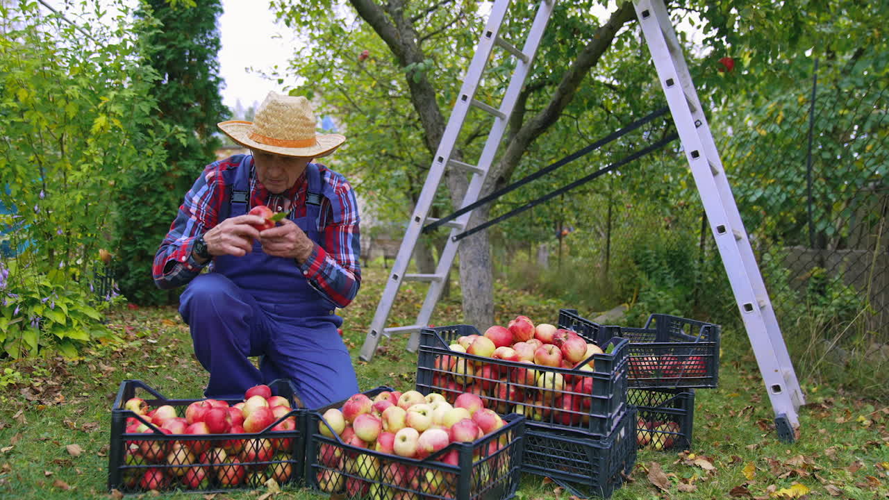 Farmer in hat picking up apples into basket. Organic fresh summer fruits in buskets.